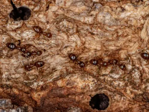 rover ants