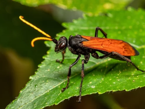 tarantula hawk wasp