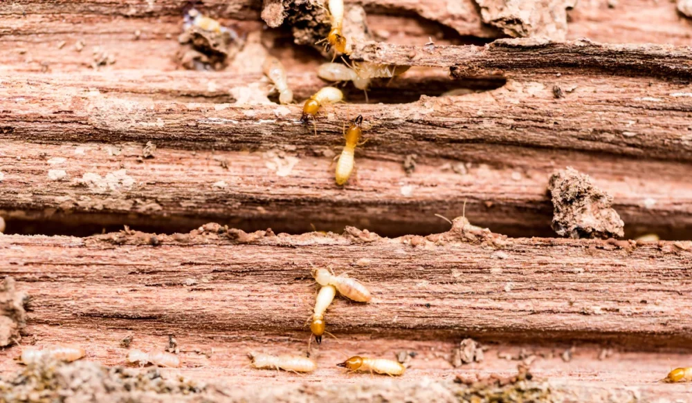 termites