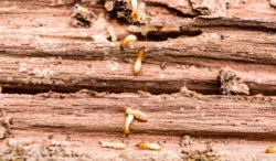 termites