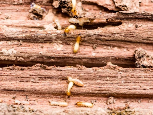 termites