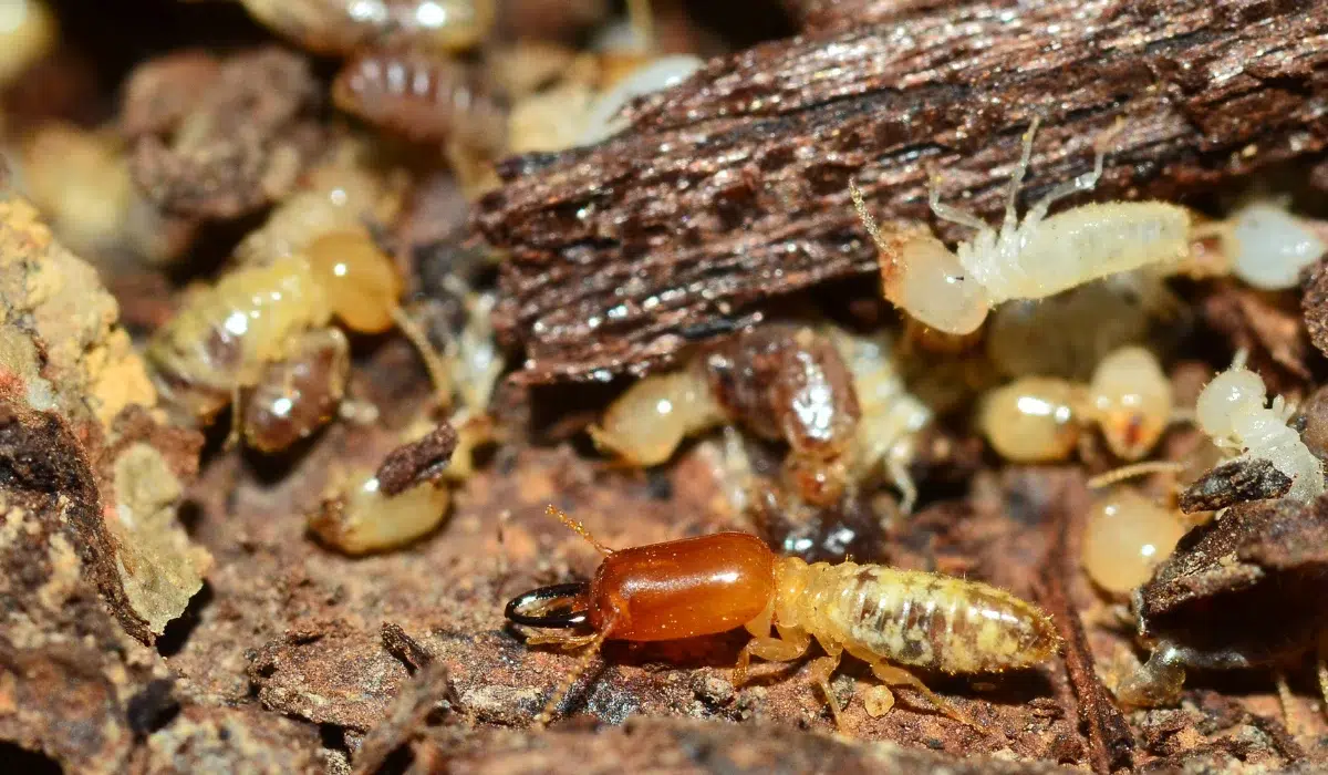 termite control in Phoenix, AZ