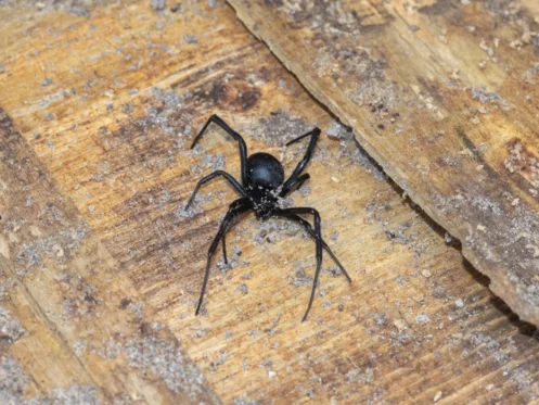 tiny black spider