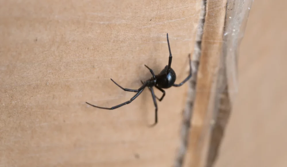 western black widow spider featured