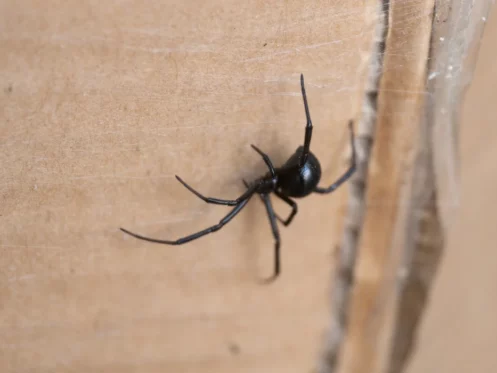 western black widow spider featured