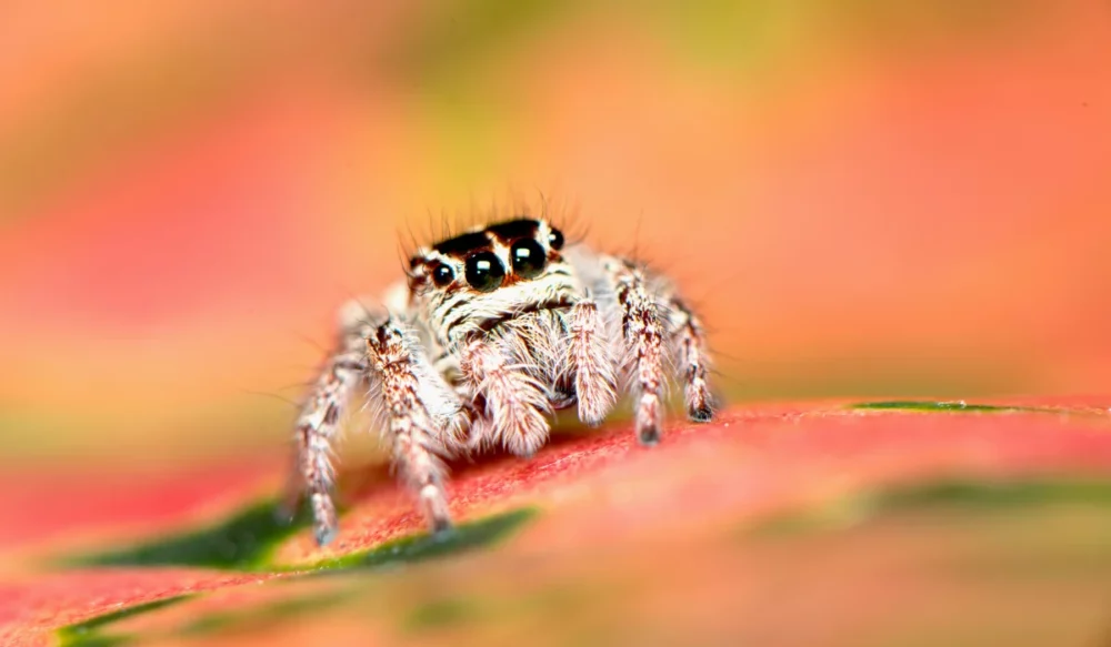 white spider jumping