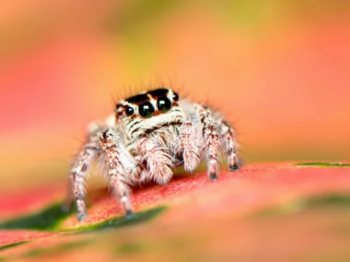 white spider jumping