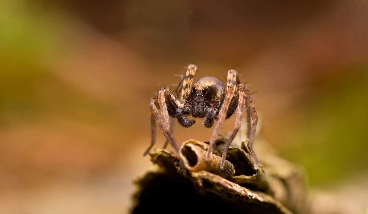 wolf spider
