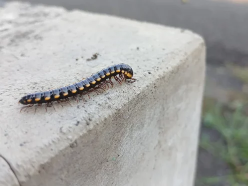 yellow-spotted millipede